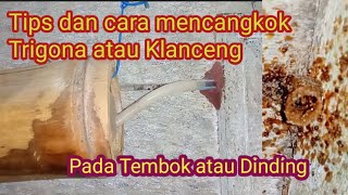 Cara Mencangkok Trigona Kelulut atau Klanceng Dari Tembok atau Dinding