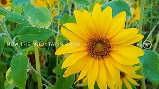 sunflower field in hidden park | secret spot in Munich