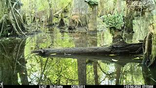 White tailed deer 🦌 South Florida