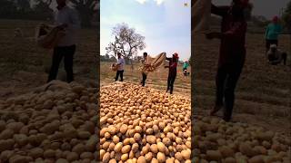 Aalu ki kheti🥔😋। #farming #shortsvideo