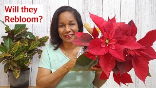 What to do with your Poinsettias after Christmas | Toss or Treat them | @MarlenesHowTos