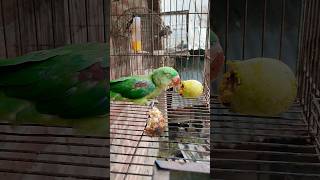 কি সুন্দর করে আম খাচ্ছে #bird_likes #bdbird #parrot #viralvideo #birds #instagram