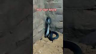 #trend #viralvideo #snake #harharmahadev #visavadar