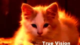 Urdu Poem  Mano Billi chandvicky 03016869120