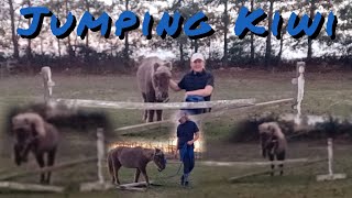 Jumping Kiwi || BARN VLOG || AS Equestrian