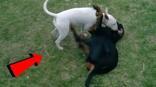 Este doberman Jamás se volvió a meter contra un Bull terrier 😱