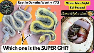 Three Snakes In ONE Egg? & NEW Shed Test Dropped With More Coming! - Reptile Genetics Weekly Ep 72