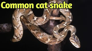 Cat snake Documentary| Indian cat snake| Beautiful cat snake #catsnake #cat #snakes