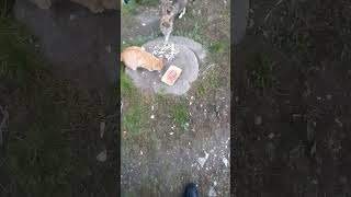 Cats' Food #GORODSVETA39#EgiptionЯзык#LIFE#учимся#درس