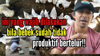 Ini yang wajib dilakukan bila bebek sudah tidak produktif bertelur!!