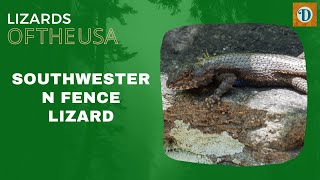 SOUTHWESTERN FENCE LIZARD