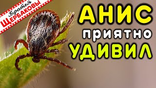 КЛЕЩАМ НЕ НРАВИТСЯ эфирное масло АНИС! Нашли еще одно ОТПУГИВАЮЩЕЕ кровопийц СРЕДСТВО!