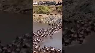 Lion attack Wildebeest #shorts #viral #trending #animals