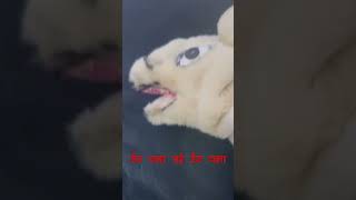 #ऊँट #animals#animalshorts