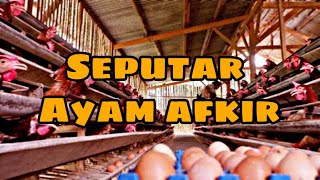 Ayam afkir