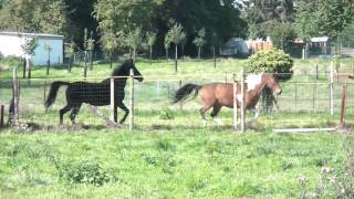 chevaux / chiens