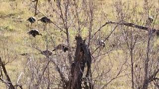 scouting for turkey. Pagosa Springs Colorado