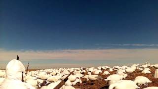 Spring snow goose hunt 2016