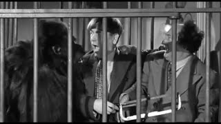 The Three Stooges -Scene_31 | Don't let him get angry l  Gorillas Revenge