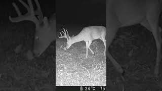 Nice Tennessee Buck Poses for Camera at Night #shorts #shortsfeed #wildlife #deer #mkyb