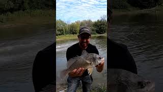 Freshwater Drum! #sheepshead