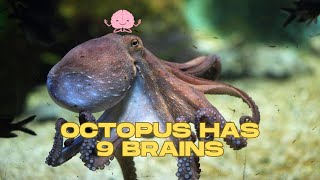 Octopuses are full of surprises #shorts #amazingfacts #octopus