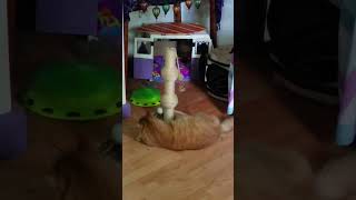 Playful Lazy Kitty #shorts #cat #kitty #playful #orangecat #silly #sillycat