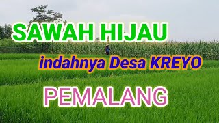 sawah hijau Indah desa Kreyo - PEMALANG