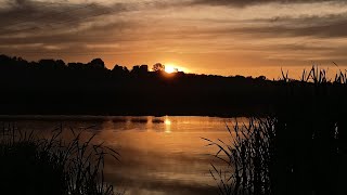 Village Sounds From Near A Pond In The Dawn - Frogs, Birds, Swans, Nature