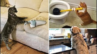 Try Not To Laugh While Watching Funny Animals Compilation (2021) #80