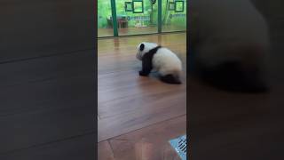 #熊猫 #panda 妹猪跑的这几步适合反复观看👀最后的结局果然。。