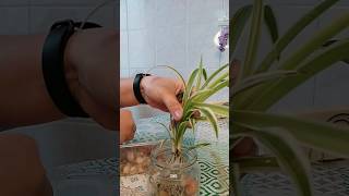 Upcycle Empty Jam Jar for Indoor Plant // Spider Plant in Water