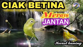 Suara ciak kecial betina mendayu merayu jantan #whiteeyes #nature #naturalsound