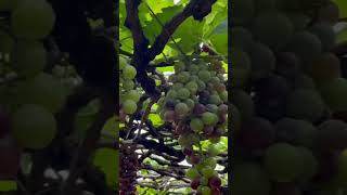 Grape garden Kumily