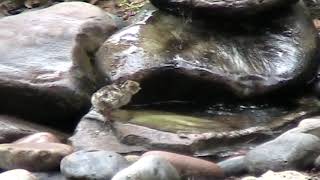 Turkey Chicks Meet Water