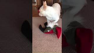 Clair the Bullterrier pup and Lizzie the Frenchie playing tug o war