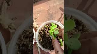 gifting #the_home_botanist #shots #plantcare #youtubeshorts #gardening