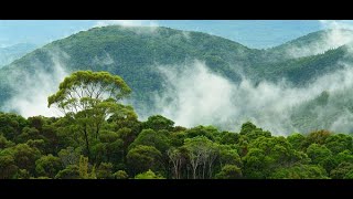 Can tropical forests keep up with climate change. Richard Corlett (XTBG, China) - OCTF Seminar