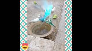 Help parrot 🐦🦜🐦🐦🦜🐦🐦🦜🦜🐦🐦🦜🦜🐦🐦🐦🦜🦜🦜🥰🤩🥰🥰