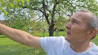 Gyümölcsfák és szőlő csemeték 2022.05.04-én  -  Fruit trees and grape seedlings on 04.05.2022