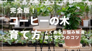 【完全版】コーヒーの木の育て方を植物バイヤーが語る｜日当たり、温度、良くあるご相談も解決◎