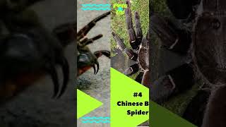 TOP 10 deadliest spiders #shorts #deadliest #spiders #top10