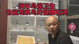 关内小城：鸟笼搞卫生对养鸟也很重要，可以观察鸟的粪便是否健康