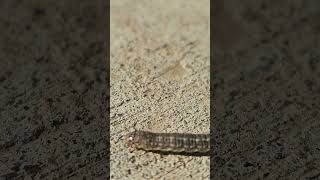 Sidewalk Walker Series - Army Cutworm (larval miller moth)