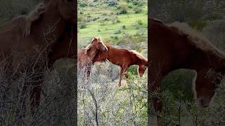 Wild Horses Kicks #wildhorse #majestichorses #horsevideo #mustangs #wildmustangs #equestrian