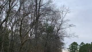 Barred Owl release