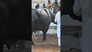 काली भैंस का वीडियो || Kaali Bhains ka Video || Black murrah Buffalo Video in Pushkar Fair 2023