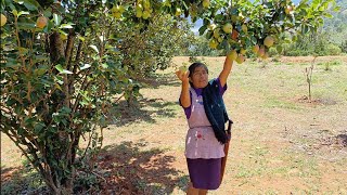 Llegó la temporada de pera🍐en nuestro rancho la fruta más pesada que no tiene precio