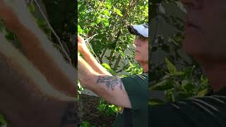 🍇Mulberry Trees are SO EASY to Multiply and Propagate! #ThaiDwarfMulberry #gardening #permaculture