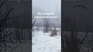 Сиреноголовый в реальной жизни😱😱😱#шок#сиреноголовый